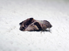 Odontodes pallidifimbria