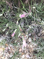 Lygodesmia grandiflora