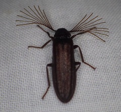 Callirhipis lherminieri