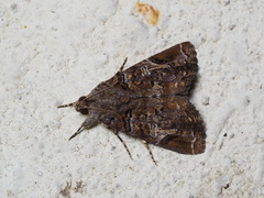 Ercheia pulchrivenula