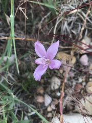 Lygodesmia grandiflora
