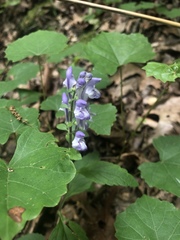 Scutellaria integrifolia