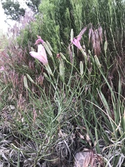 Lygodesmia grandiflora