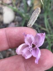 Lygodesmia grandiflora
