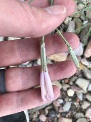 Lygodesmia grandiflora