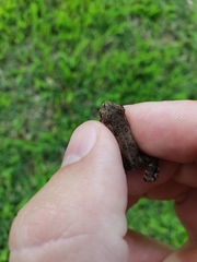 Anaxyrus americanus charlesmithi