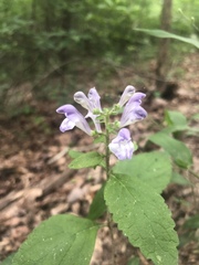 Scutellaria integrifolia