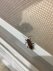 Physopelta quadriguttata