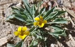 Viola pinetorum