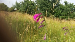 Gladiolus palustris