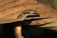 Iphisa elegans