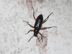 Strongylium erythrocephalum