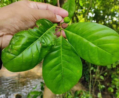 Amate (Ficus maxima)