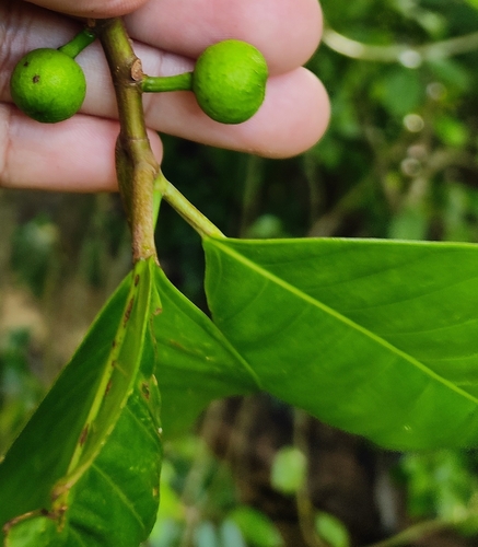 Image of Ficus maxima by (c) Miguel Sho, some rights reserved (CC BY)