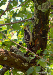 Dendrocoptes auriceps
