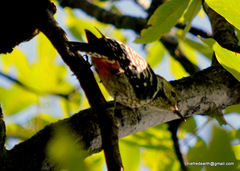 Dendrocoptes auriceps