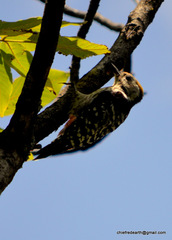 Dendrocoptes auriceps