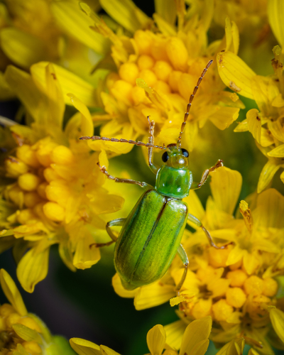 Northern corn rootworm photo 6