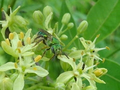 Agapostemon sericeus