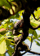 Dendrocoptes auriceps