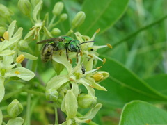 Agapostemon sericeus