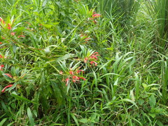 Lobelia persicifolia