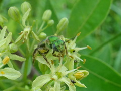 Agapostemon sericeus