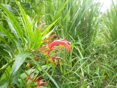 Lobelia persicifolia