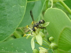 Parancistrocerus pensylvanicus