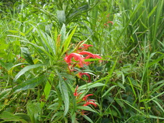 Lobelia persicifolia