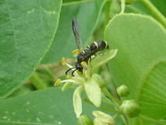 Parancistrocerus pensylvanicus