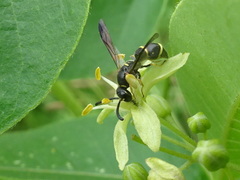 Parancistrocerus pensylvanicus