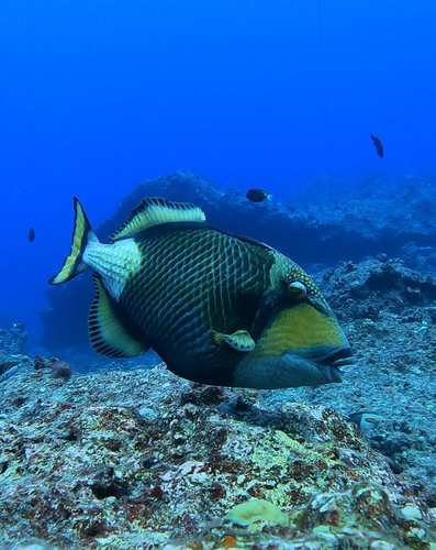 Titan Triggerfish (Balistoides viridescens)