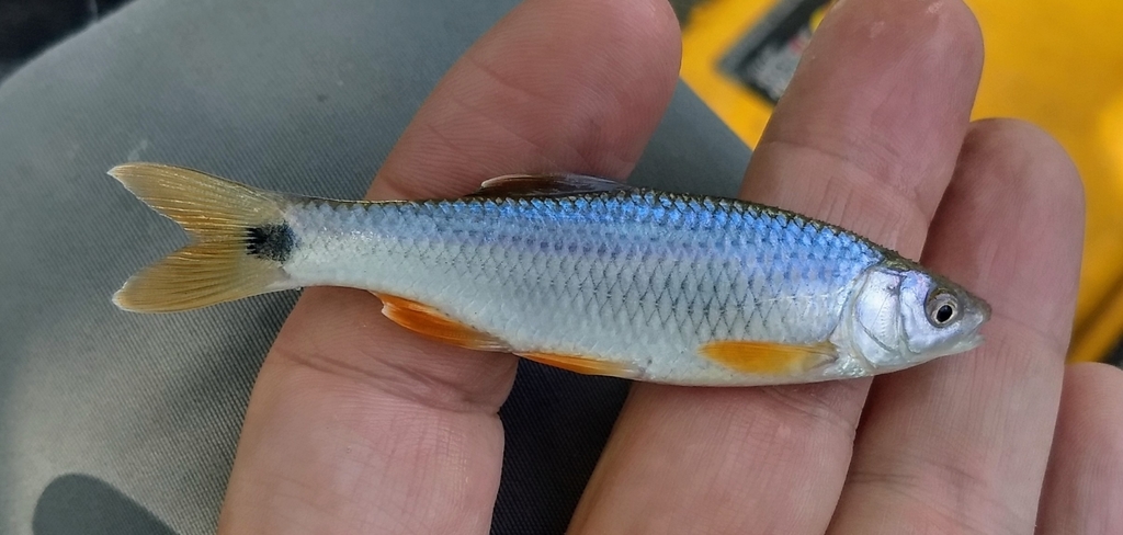 Western Blacktail Shiner (Wildlife and Wildflowers of Texas - Fish ...