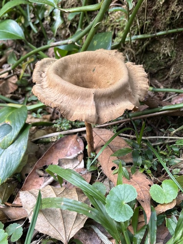 Panus velutinus