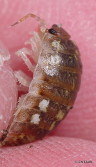 Alloniscus perconvexus