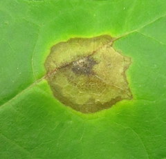 Acericecis ocellaris