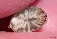 Alloniscus perconvexus