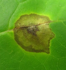 Acericecis ocellaris