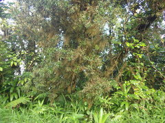 Podocarpus coriaceus