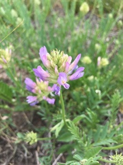 Oxytropis lambertii