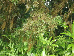 Podocarpus coriaceus