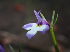 Downingia montana