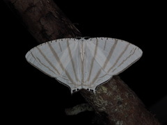 Urapteroides astheniata