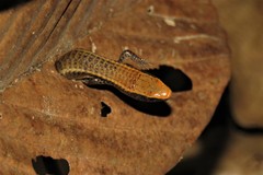 Iphisa elegans
