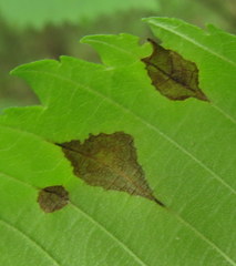 Cercospora
