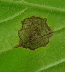 Cercospora