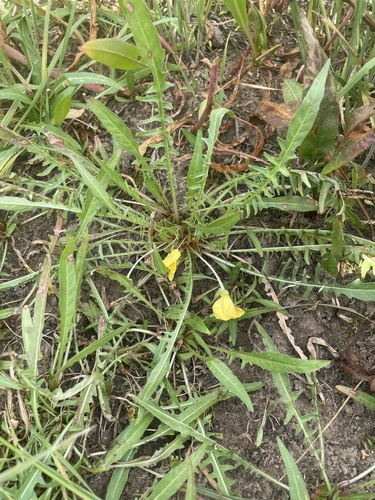 Image of Oenothera flava by (c) crothfels, some rights reserved (CC BY)
