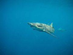 Negaprion brevirostris