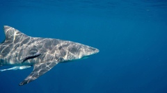 Negaprion brevirostris